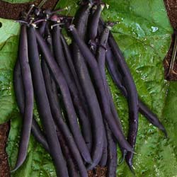 Beans seeds - Dwarf French Bean 'Purple Queen'